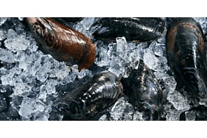 Close-up display of fresh mussels resting on a bed of Hoshizaki flaked ice