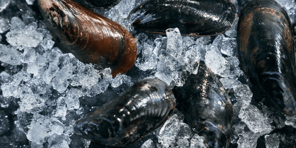 Close-up display of fresh mussels resting on a bed of Hoshizaki flaked ice